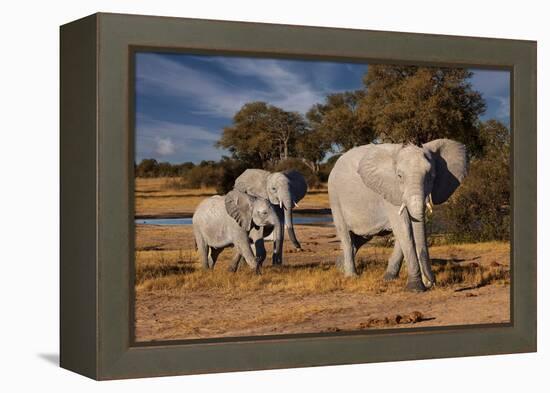 Elephants leaving watering hole. Camelthorn Lodge. Hwange National Park. Zimbabwe.-Tom Norring-Framed Premier Image Canvas