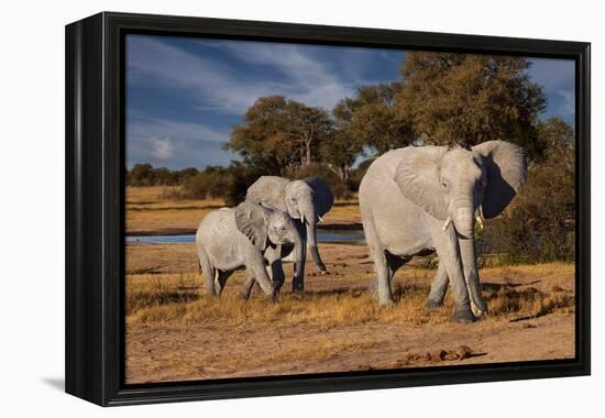 Elephants leaving watering hole. Camelthorn Lodge. Hwange National Park. Zimbabwe.-Tom Norring-Framed Premier Image Canvas