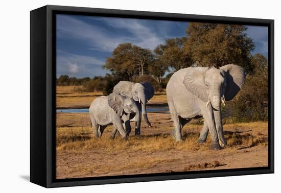 Elephants leaving watering hole. Camelthorn Lodge. Hwange National Park. Zimbabwe.-Tom Norring-Framed Premier Image Canvas