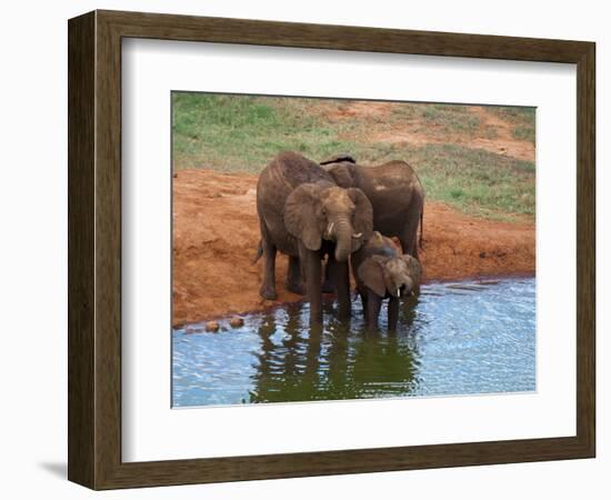 Elephants (Loxodonta Africana) at Water Hole, Tsavo East National Park, Kenya, East Africa, Africa-Sergio Pitamitz-Framed Photographic Print