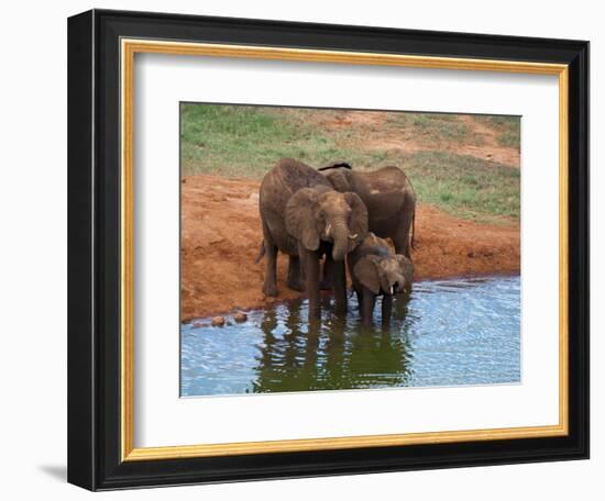 Elephants (Loxodonta Africana) at Water Hole, Tsavo East National Park, Kenya, East Africa, Africa-Sergio Pitamitz-Framed Photographic Print