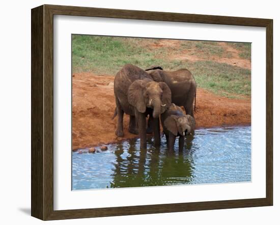 Elephants (Loxodonta Africana) at Water Hole, Tsavo East National Park, Kenya, East Africa, Africa-Sergio Pitamitz-Framed Photographic Print