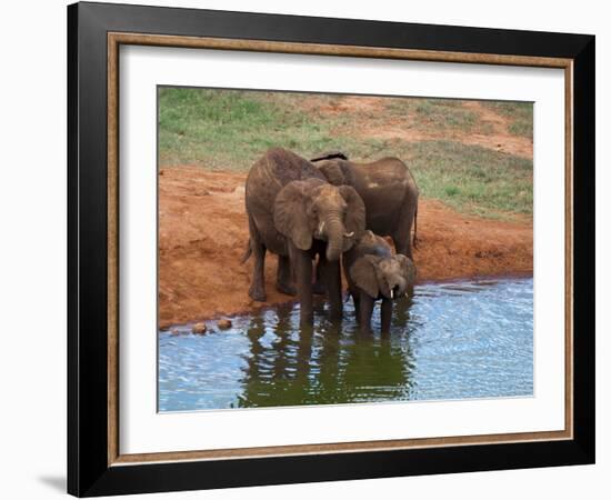 Elephants (Loxodonta Africana) at Water Hole, Tsavo East National Park, Kenya, East Africa, Africa-Sergio Pitamitz-Framed Photographic Print