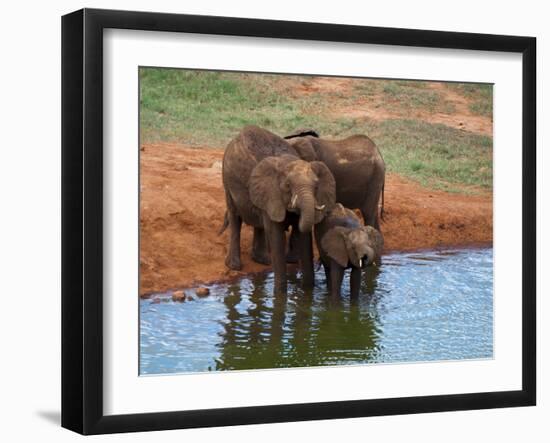 Elephants (Loxodonta Africana) at Water Hole, Tsavo East National Park, Kenya, East Africa, Africa-Sergio Pitamitz-Framed Photographic Print