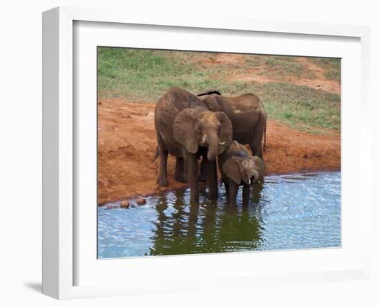 Elephants (Loxodonta Africana) at Water Hole, Tsavo East National Park, Kenya, East Africa, Africa-Sergio Pitamitz-Framed Photographic Print