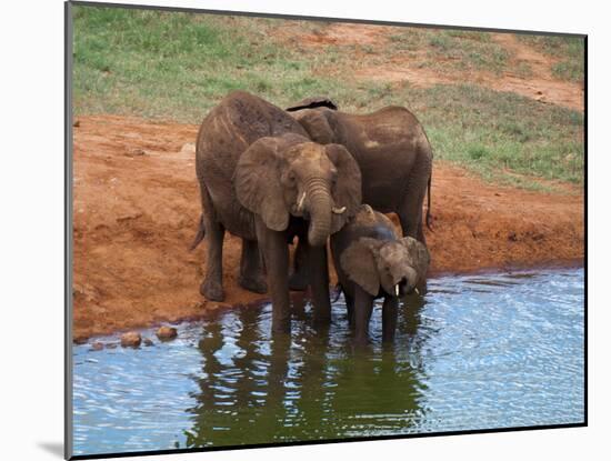 Elephants (Loxodonta Africana) at Water Hole, Tsavo East National Park, Kenya, East Africa, Africa-Sergio Pitamitz-Mounted Photographic Print