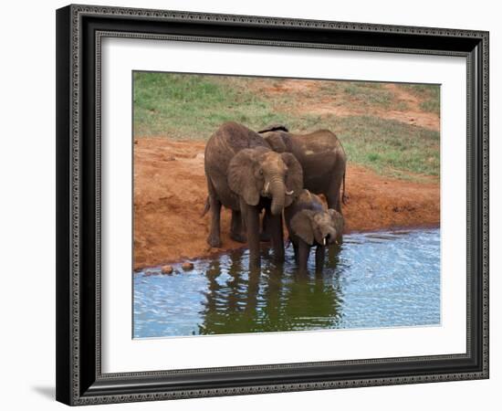 Elephants (Loxodonta Africana) at Water Hole, Tsavo East National Park, Kenya, East Africa, Africa-Sergio Pitamitz-Framed Photographic Print