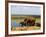 Elephants (Loxodonta Africana) at Water Hole, Tsavo East National Park, Kenya, East Africa, Africa-Sergio Pitamitz-Framed Photographic Print