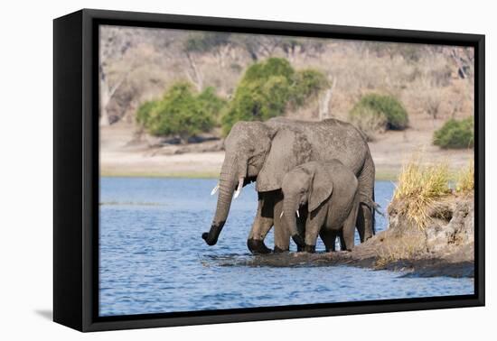 Elephants (Loxodonta Africana), Chobe National Park, Botswana, Africa-Sergio Pitamitz-Framed Premier Image Canvas