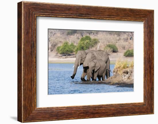 Elephants (Loxodonta Africana), Chobe National Park, Botswana, Africa-Sergio Pitamitz-Framed Photographic Print