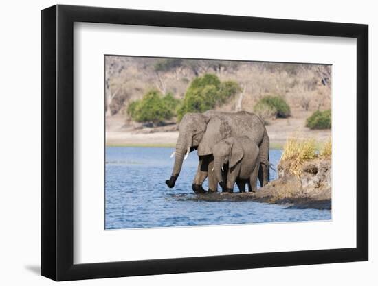 Elephants (Loxodonta Africana), Chobe National Park, Botswana, Africa-Sergio Pitamitz-Framed Photographic Print