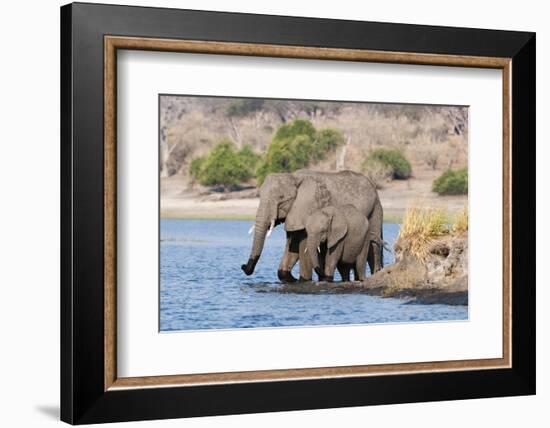 Elephants (Loxodonta Africana), Chobe National Park, Botswana, Africa-Sergio Pitamitz-Framed Photographic Print