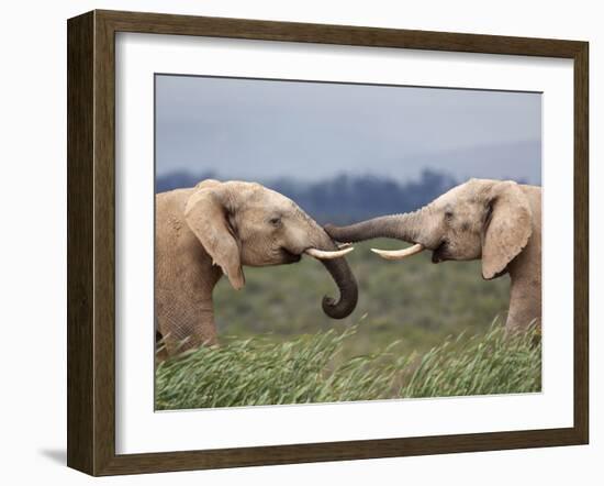 Elephants (Loxodonta Africana), Greeting, Addo National Park, Eastern Cape, South Africa, Africa-Ann & Steve Toon-Framed Photographic Print