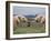 Elephants (Loxodonta Africana), Greeting, Addo National Park, Eastern Cape, South Africa, Africa-Ann & Steve Toon-Framed Photographic Print