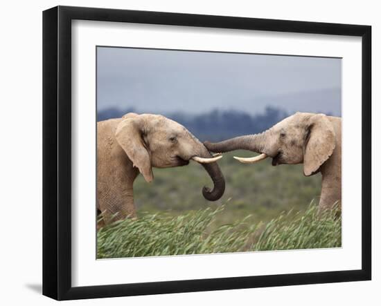 Elephants (Loxodonta Africana), Greeting, Addo National Park, Eastern Cape, South Africa, Africa-Ann & Steve Toon-Framed Photographic Print