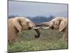 Elephants (Loxodonta Africana), Greeting, Addo National Park, Eastern Cape, South Africa, Africa-Ann & Steve Toon-Mounted Photographic Print