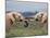 Elephants (Loxodonta Africana), Greeting, Addo National Park, Eastern Cape, South Africa, Africa-Ann & Steve Toon-Mounted Photographic Print