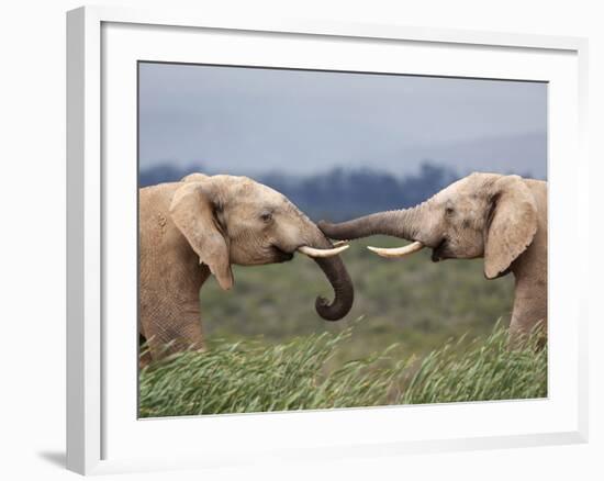 Elephants (Loxodonta Africana), Greeting, Addo National Park, Eastern Cape, South Africa, Africa-Ann & Steve Toon-Framed Photographic Print