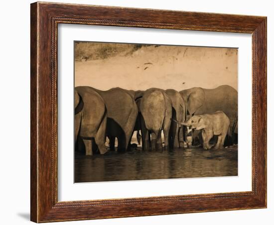 Elephants (Loxodonta Africana) in Chobe River, Botswana, Africa-Kim Walker-Framed Photographic Print