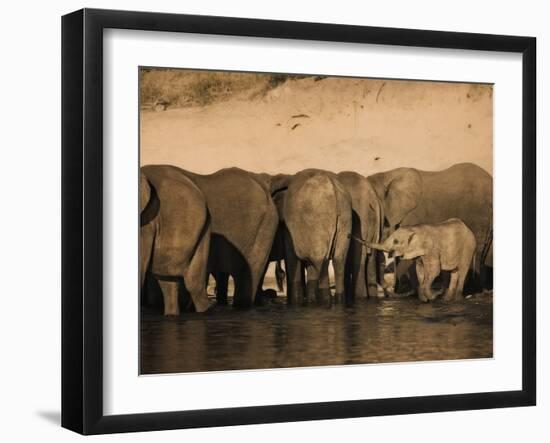 Elephants (Loxodonta Africana) in Chobe River, Botswana, Africa-Kim Walker-Framed Photographic Print