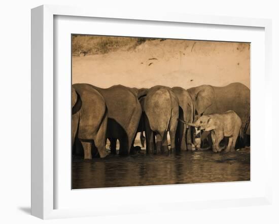 Elephants (Loxodonta Africana) in Chobe River, Botswana, Africa-Kim Walker-Framed Photographic Print