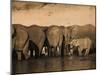 Elephants (Loxodonta Africana) in Chobe River, Botswana, Africa-Kim Walker-Mounted Photographic Print