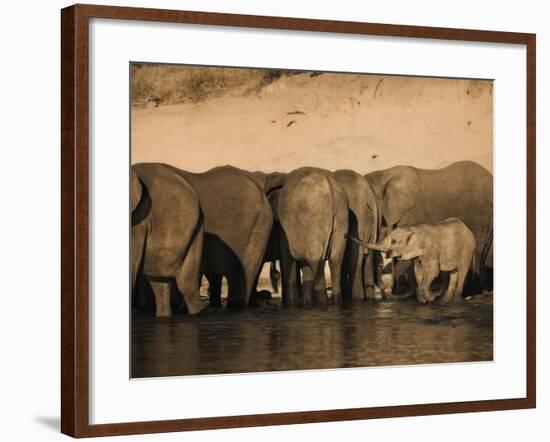 Elephants (Loxodonta Africana) in Chobe River, Botswana, Africa-Kim Walker-Framed Photographic Print