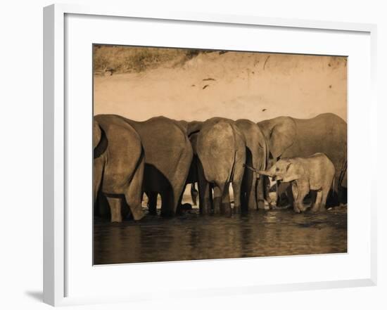 Elephants (Loxodonta Africana) in Chobe River, Botswana, Africa-Kim Walker-Framed Photographic Print