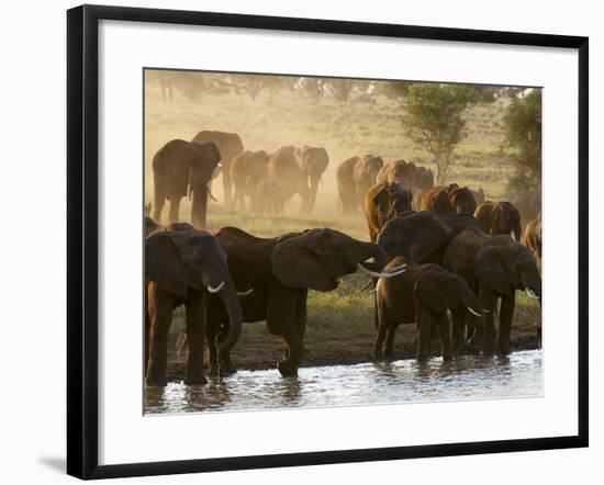 Elephants (Loxodonta Africana), Lualenyi Game Reserve, Kenya, East Africa, Africa-Sergio Pitamitz-Framed Photographic Print