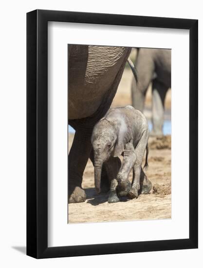 Elephants (Loxodonta Africana) New-Born, Addo Elephant National Park, South Africa, Africa-Ann and Steve Toon-Framed Photographic Print