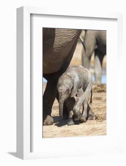 Elephants (Loxodonta Africana) New-Born, Addo Elephant National Park, South Africa, Africa-Ann and Steve Toon-Framed Photographic Print