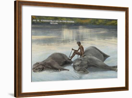 Elephants Lying in the Water, Ceylon-null-Framed Photographic Print