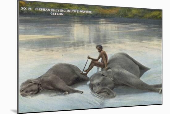 Elephants Lying in the Water, Ceylon-null-Mounted Photographic Print