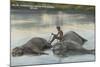 Elephants Lying in the Water, Ceylon-null-Mounted Photographic Print