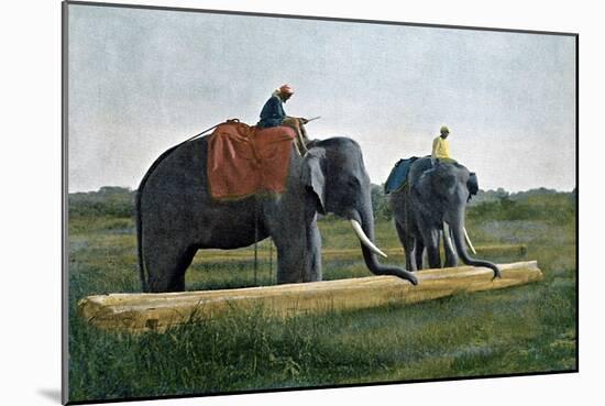 Elephants Moving a Log, Ceylon, C1890-Gillot-Mounted Giclee Print