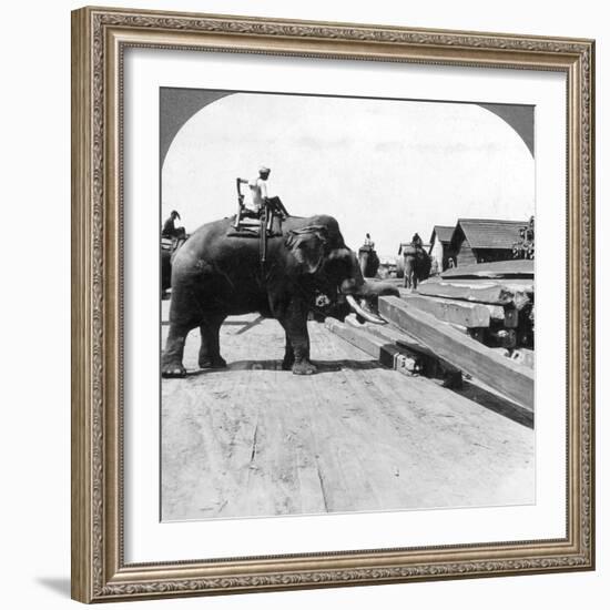 Elephants Moving Timber, Rangoon, Burma (Myanma), 1900s-Underwood & Underwood-Framed Photographic Print