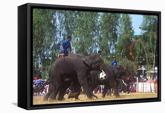 Elephants Playing Soccer, Elephant Round-Up, Surin, Thailand-null-Framed Premier Image Canvas