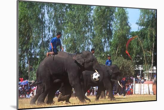 Elephants Playing Soccer, Elephant Round-Up, Surin, Thailand-null-Mounted Photographic Print