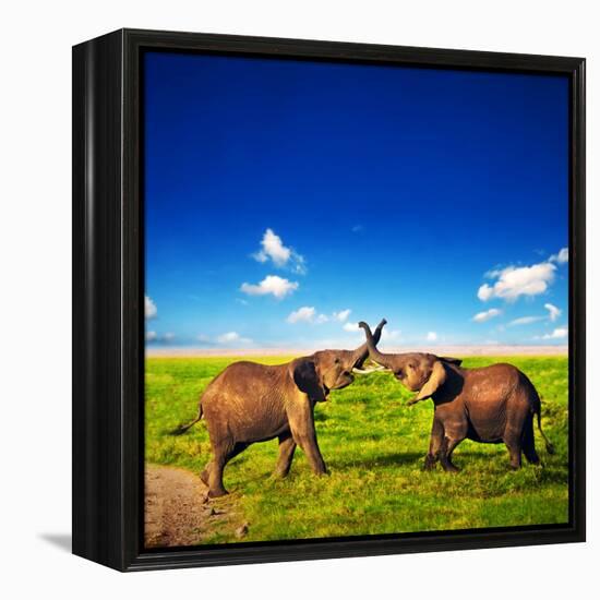 Elephants Playing With Their Trunks On African Savanna. Safari In Amboseli, Kenya, Africa-Michal Bednarek-Framed Premier Image Canvas