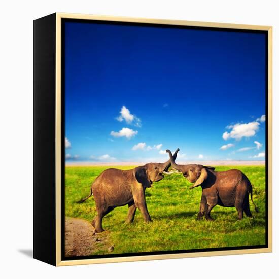 Elephants Playing With Their Trunks On African Savanna. Safari In Amboseli, Kenya, Africa-Michal Bednarek-Framed Premier Image Canvas