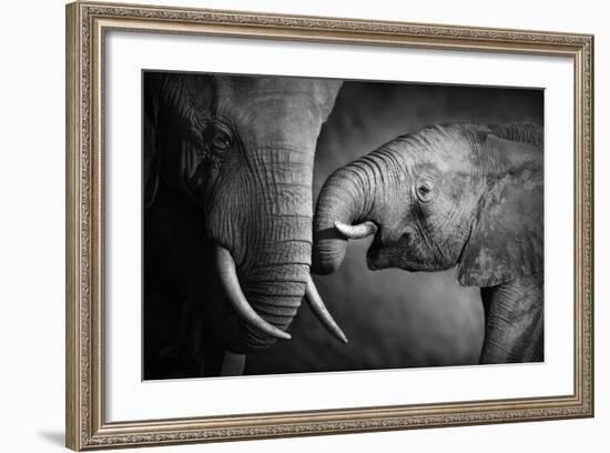 Elephants Showing Affection (Artistic Processing)-Johan Swanepoel-Framed Photographic Print