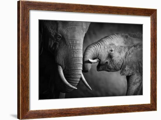 Elephants Showing Affection (Artistic Processing)-Johan Swanepoel-Framed Photographic Print