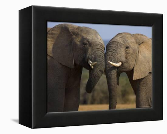 Elephants Socialising in Addo Elephant National Park, Eastern Cape, South Africa-Ann & Steve Toon-Framed Premier Image Canvas