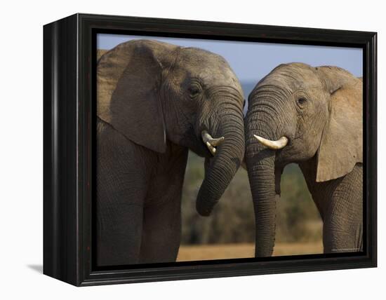 Elephants Socialising in Addo Elephant National Park, Eastern Cape, South Africa-Ann & Steve Toon-Framed Premier Image Canvas