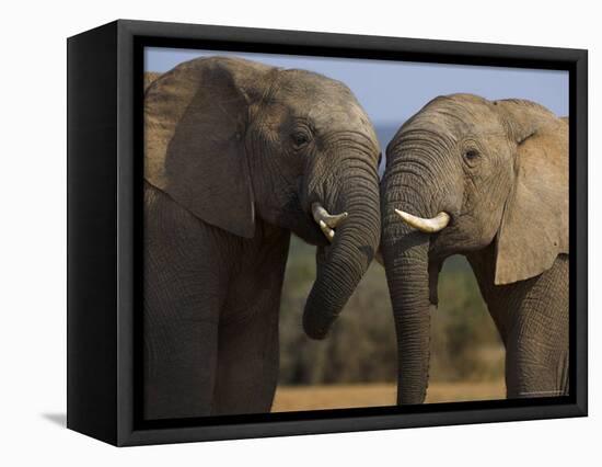 Elephants Socialising in Addo Elephant National Park, Eastern Cape, South Africa-Ann & Steve Toon-Framed Premier Image Canvas