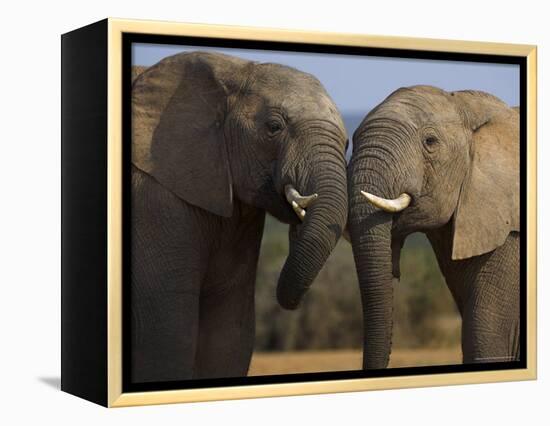 Elephants Socialising in Addo Elephant National Park, Eastern Cape, South Africa-Ann & Steve Toon-Framed Premier Image Canvas