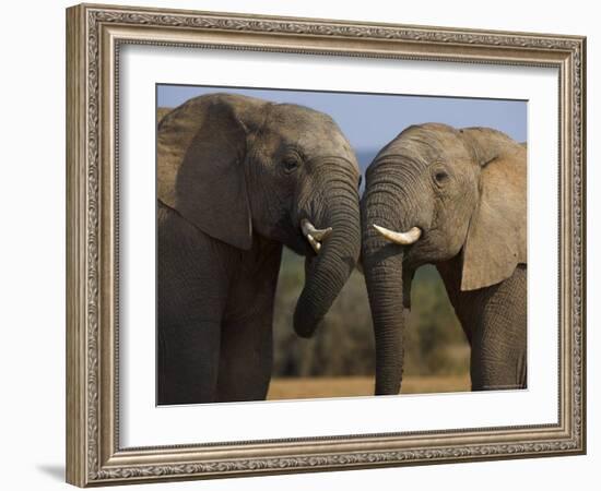 Elephants Socialising in Addo Elephant National Park, Eastern Cape, South Africa-Ann & Steve Toon-Framed Photographic Print