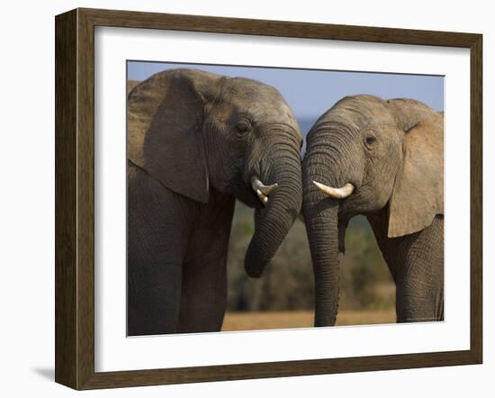 Elephants Socialising in Addo Elephant National Park, Eastern Cape, South Africa-Ann & Steve Toon-Framed Photographic Print