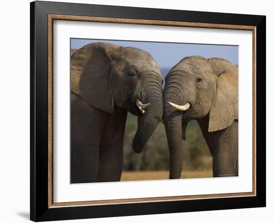 Elephants Socialising in Addo Elephant National Park, Eastern Cape, South Africa-Ann & Steve Toon-Framed Photographic Print