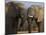 Elephants Socialising in Addo Elephant National Park, Eastern Cape, South Africa-Ann & Steve Toon-Mounted Photographic Print